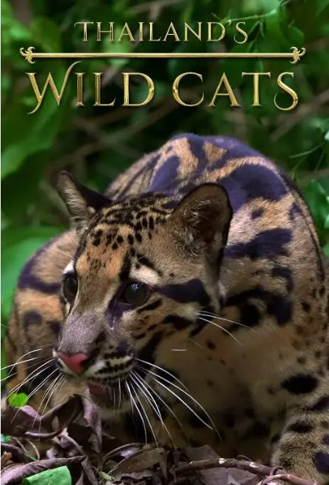 《泰国野生猫科》：镜头下的绝美掠食者，唤醒你内心最原始的野性呼唤！